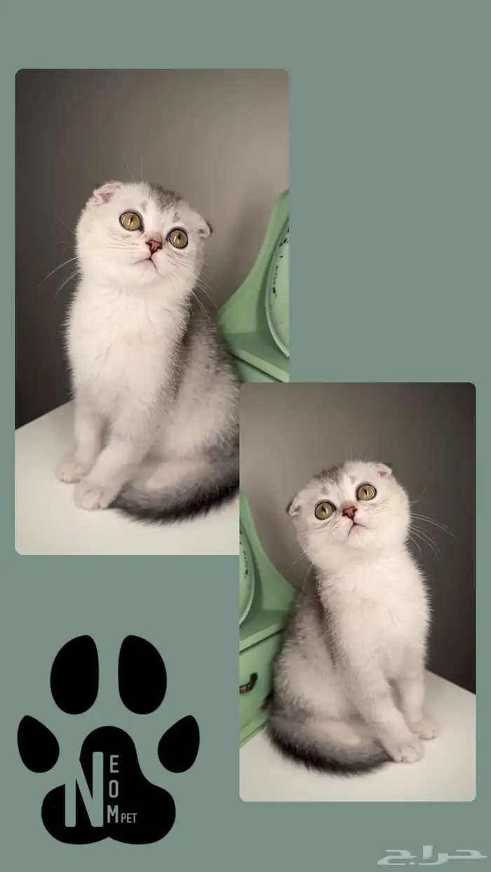 كيتن سكوتش فولد قطط صغيرة شهرين للبيع بيرشن بيكي فيس هملايا 2