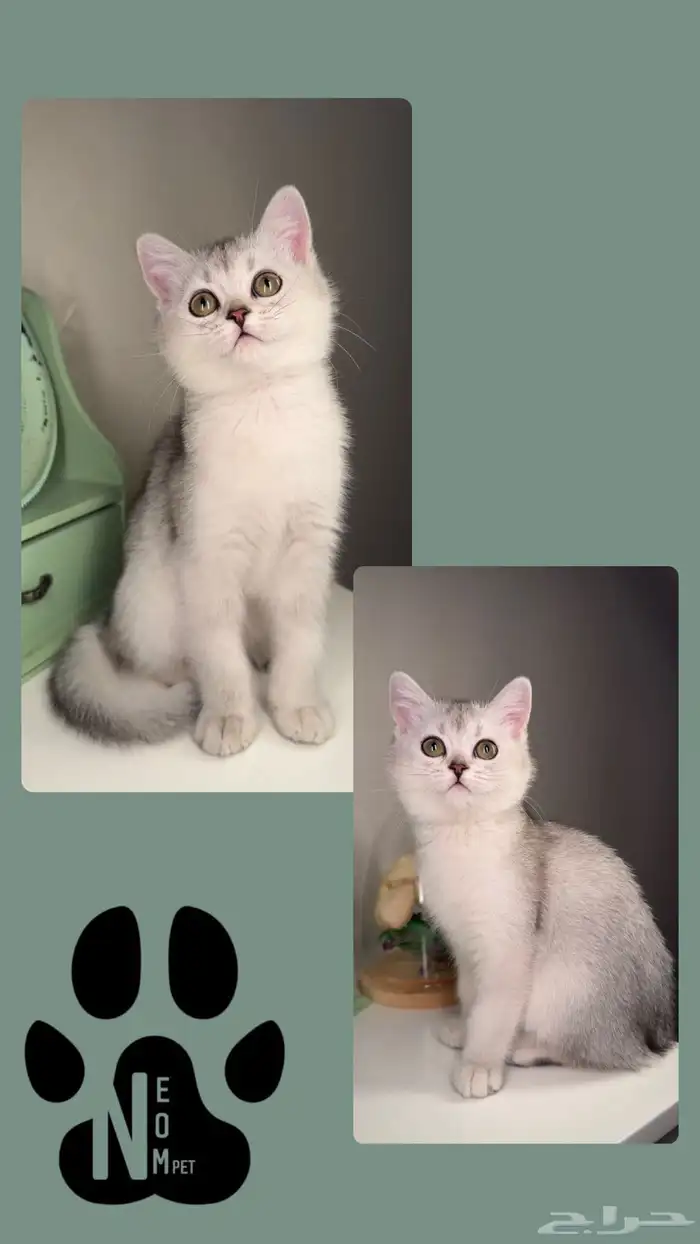 كيتن سكوتش فولد قطط صغيرة شهرين للبيع بيرشن بيكي فيس هملايا 3