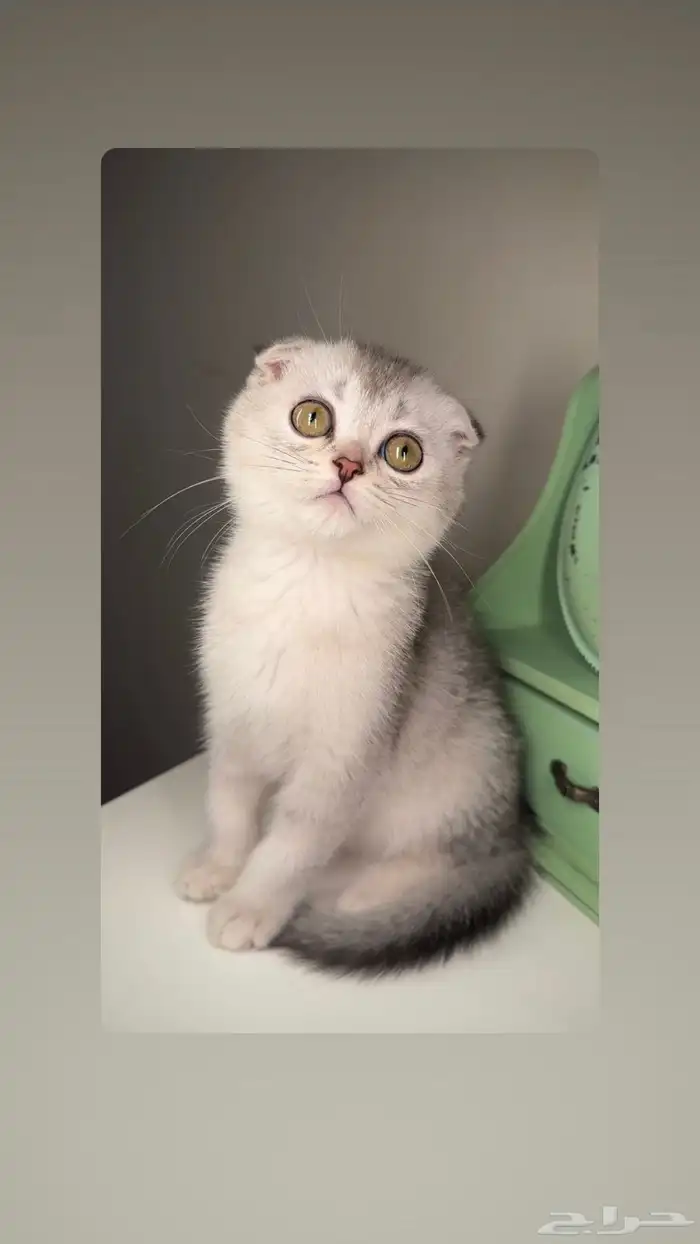 سكوتش فولد ستريت برتش شورت هير شيرازي انثى ذكر كيتن هملايا 0