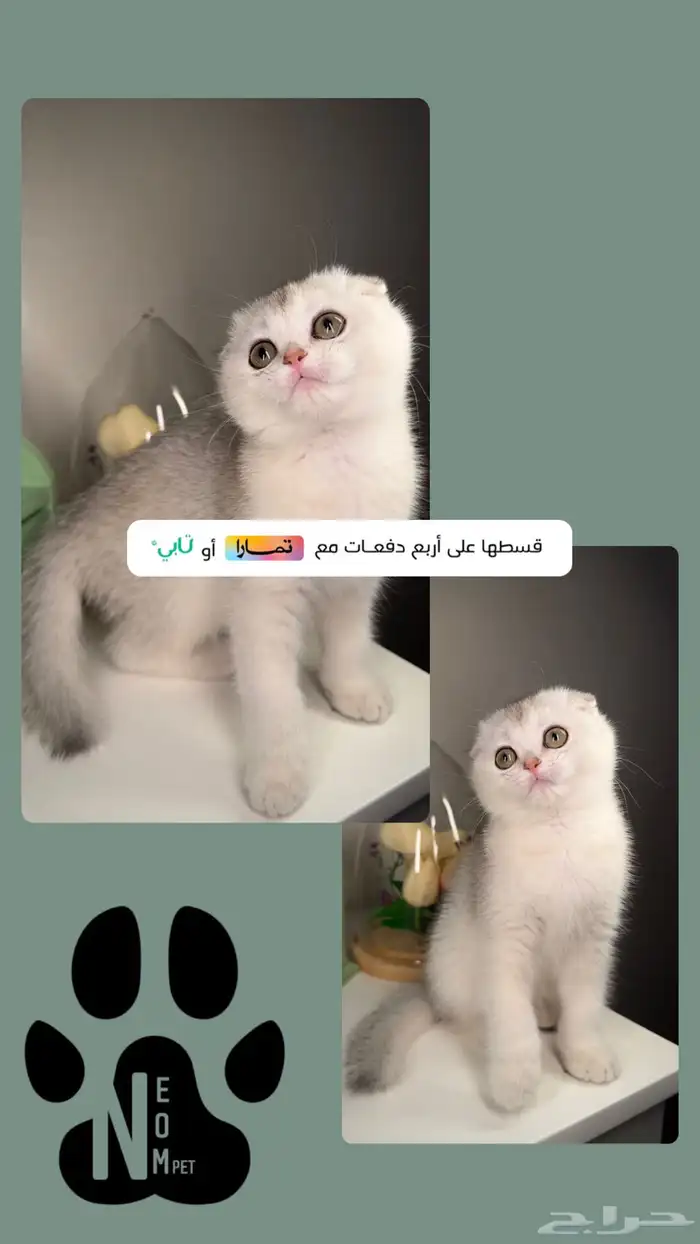 كيتن سكوتش فولد قطط صغيرة شهرين للبيع بيرشن بيكي فيس هملايا 1