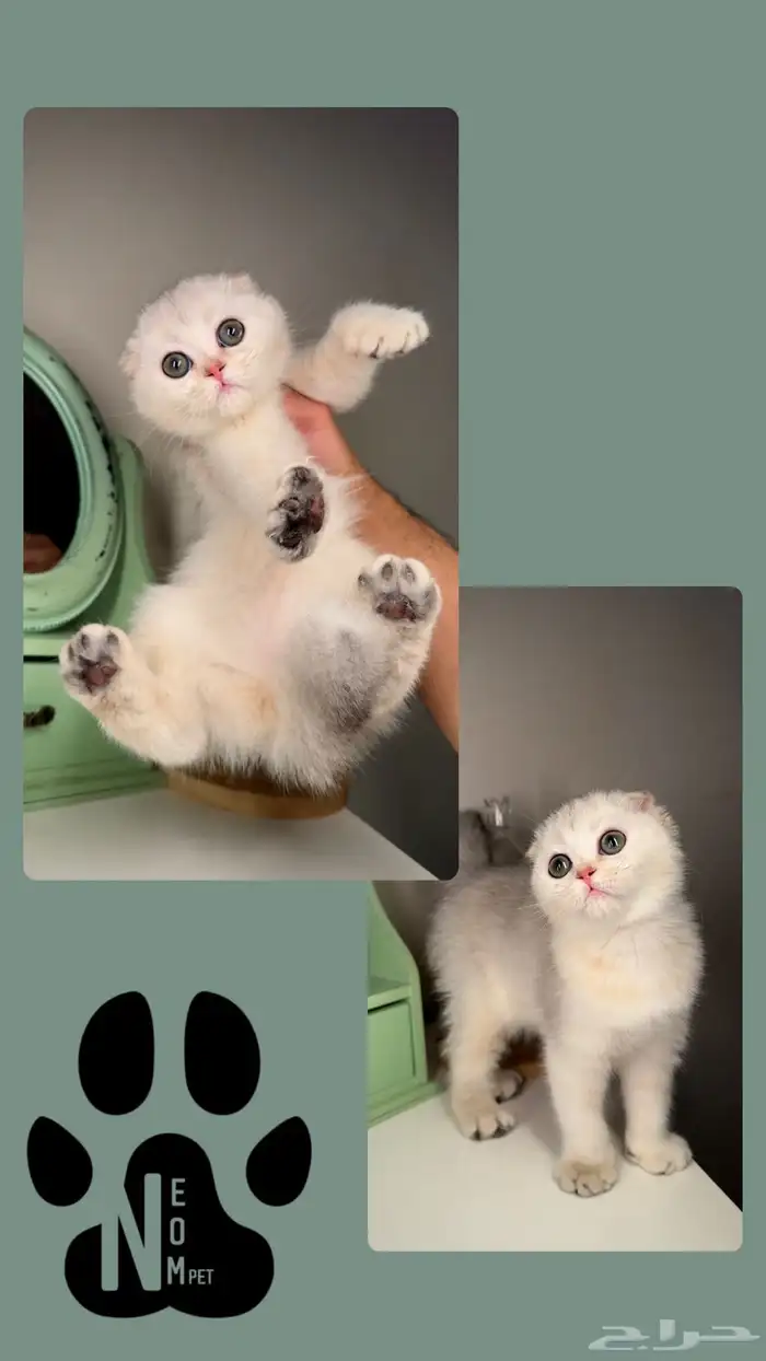 كيتن سكوتش فولد قطط صغيرة شهرين للبيع بيرشن بيكي فيس هملايا 5