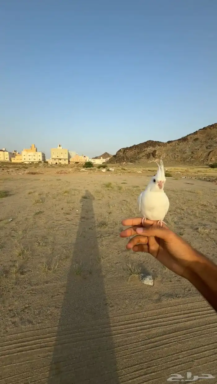 طير كروان الالبينو هدد تم البيييع 0