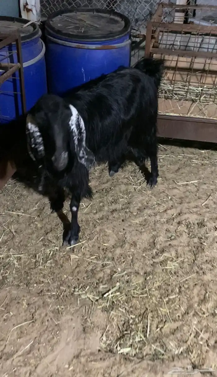 البيع ماعز عمره رباع موقع القطيف 2