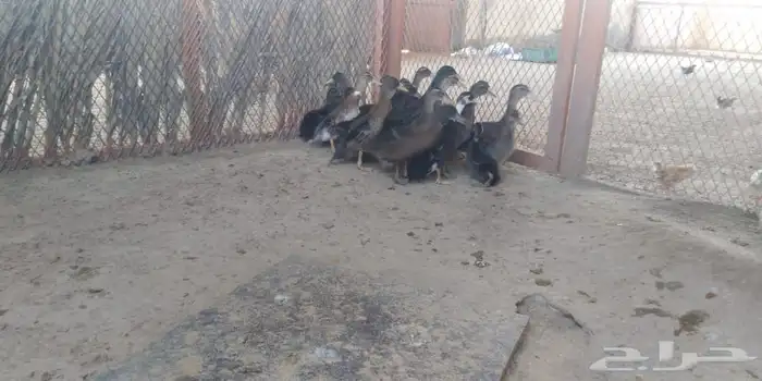 بط خضيري 0