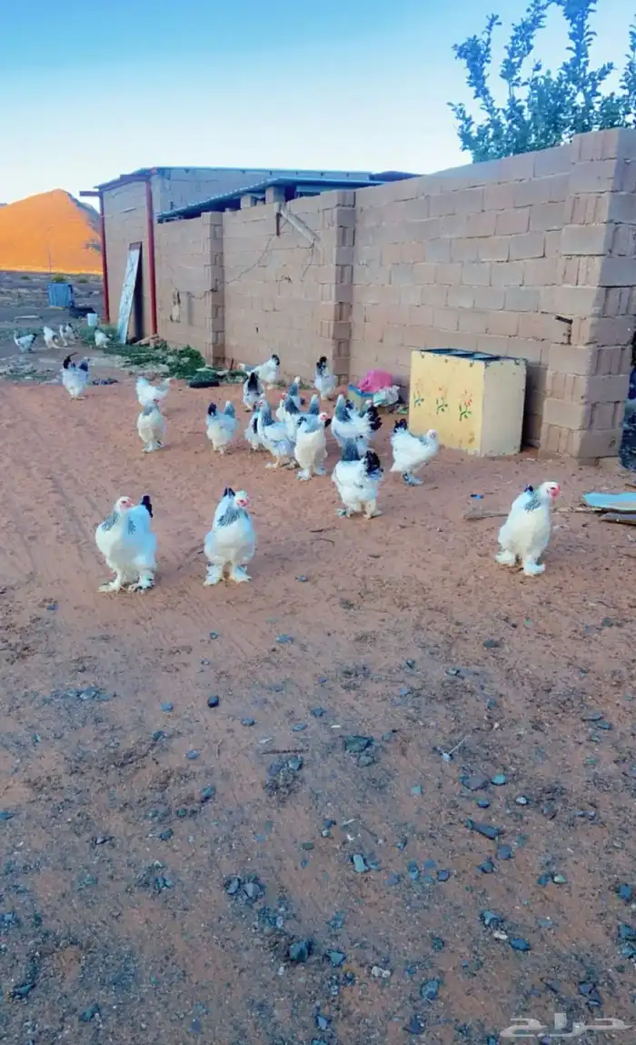 صوص براهما كولمي عمر شهر وعليها 5