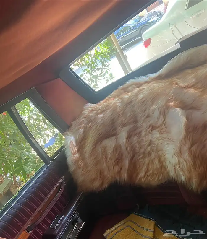 كابرس بروقاهم 89 للبيع 6