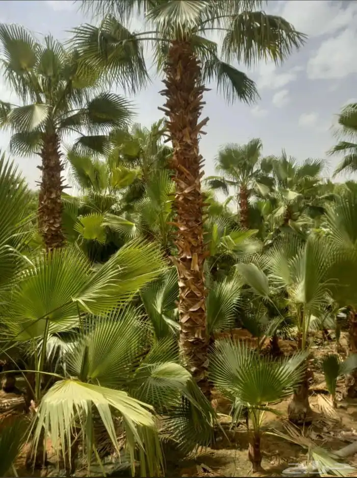 نخل واشنطن زينة أمريكي   انجيلة ثيل فرنسي وC2000 9