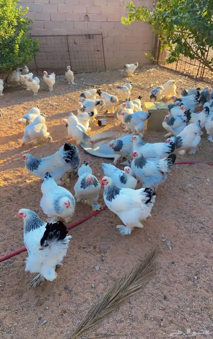 صوص براهما كولمي عمر شهر وعليها 4