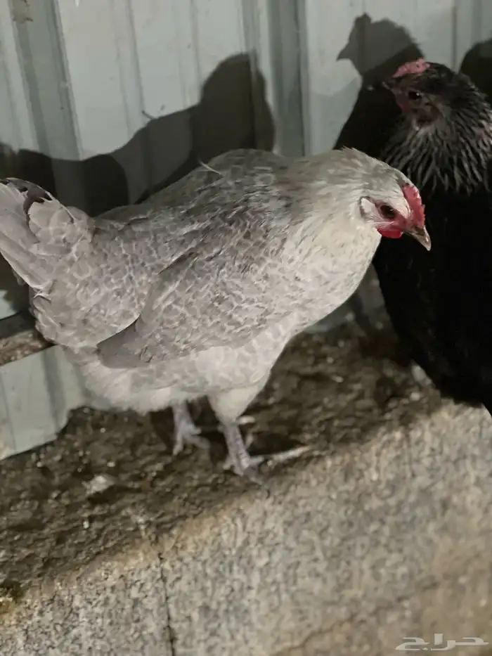 دجاج فيومي نظيف مستعجل 0