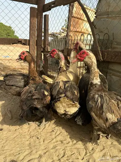 القنفدة القوز 1