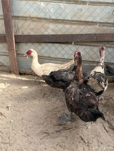 القنفدة القوز 2
