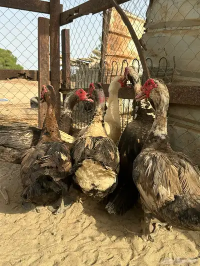 القنفدة القوز 4