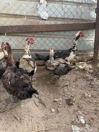 القنفدة القوز 3
