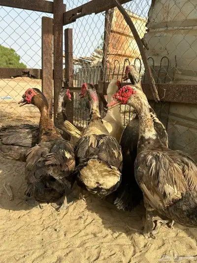القنفدة القوز 0