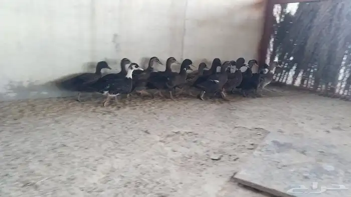 بط خضيري 1