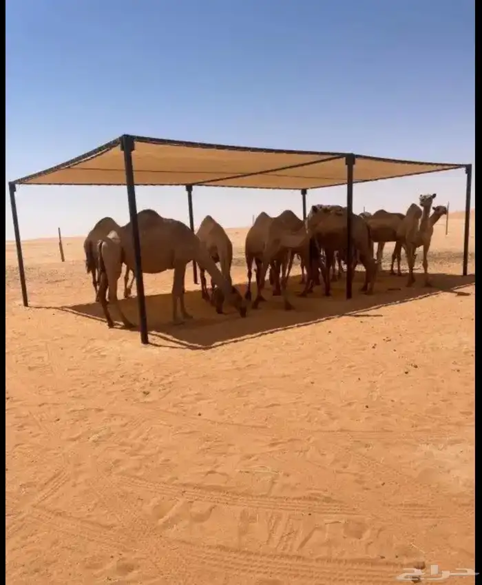 مضلات الإبل 0