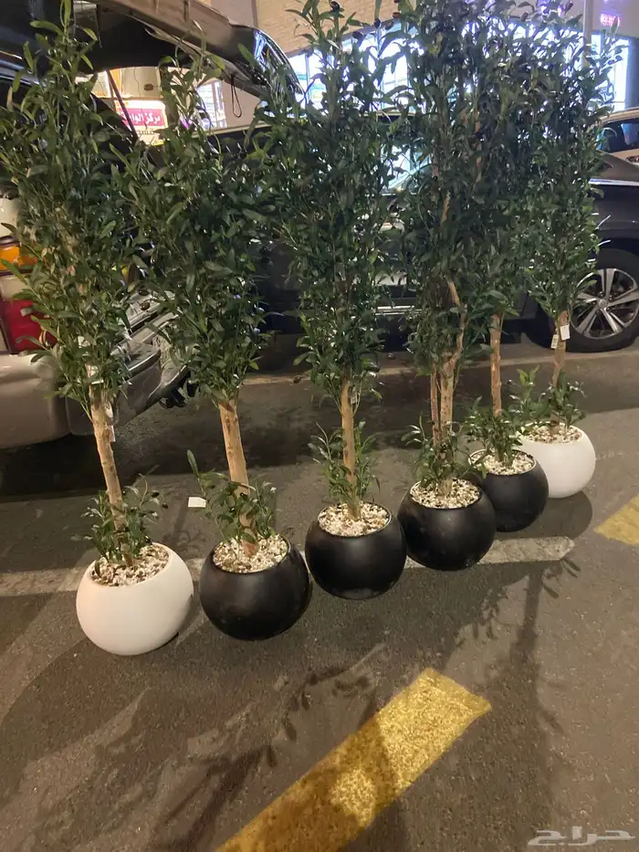 شجرة زيتون جذع طبيعي 0