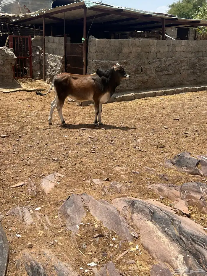 حسلان بلدي 6
