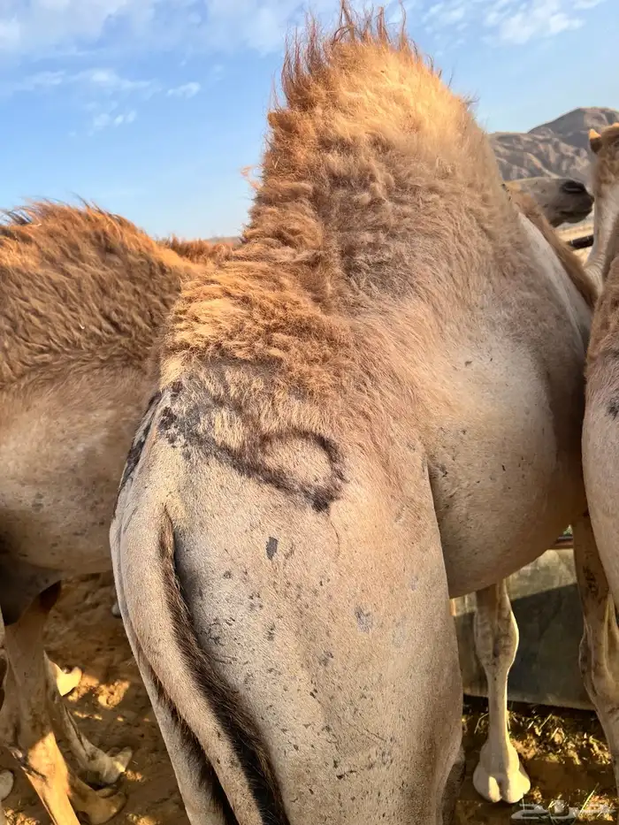 قعدان كفو 3