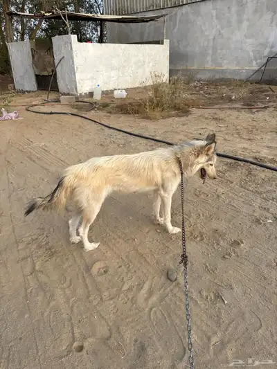 زوج كلاب هاسكي 3