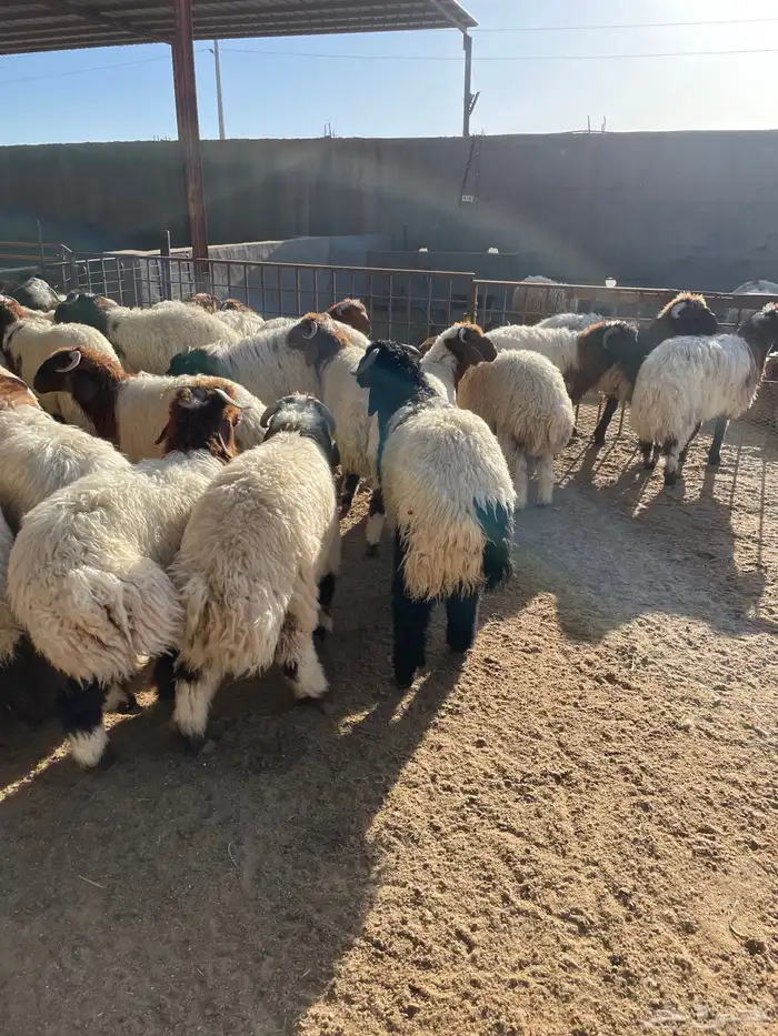 نعيم رخال وطليان 100 تمارا 7