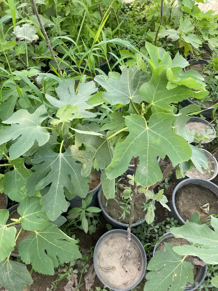 شتلات تين Fig Trees 7