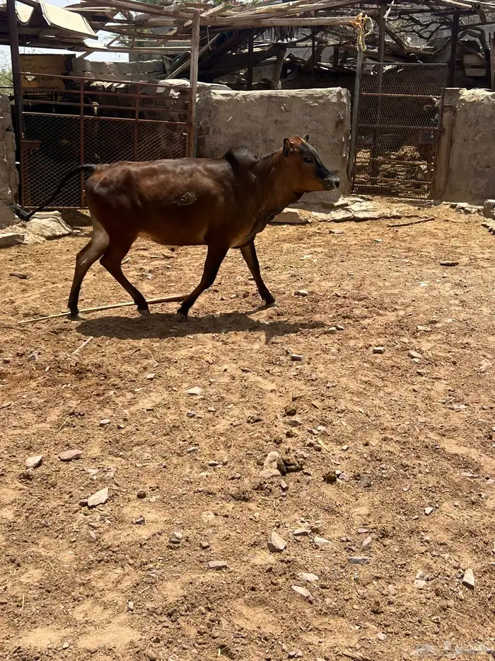 حسلان بلدي 8