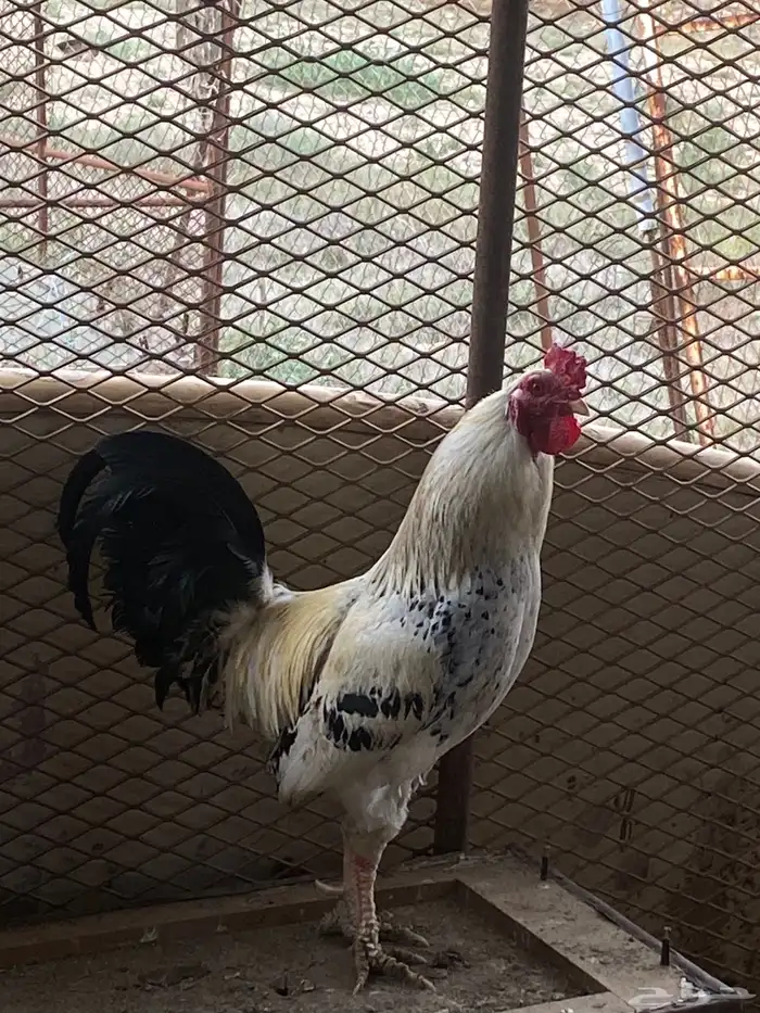 ديك عربي 2