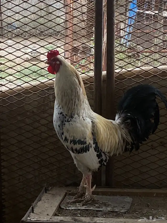 ديك عربي 1