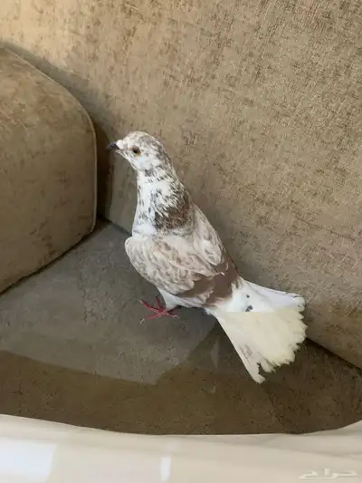 حمام للبيع 1