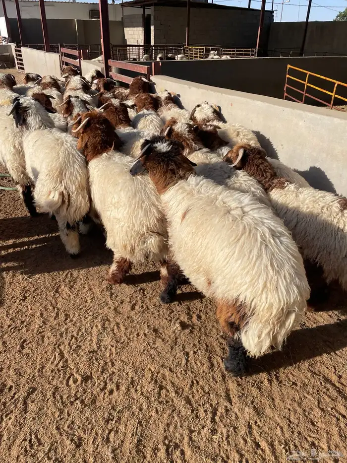 نعيم رخال وطليان 100 تمارا 2