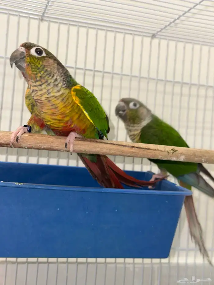 زوج كنيور بفروخه تم البيع 1