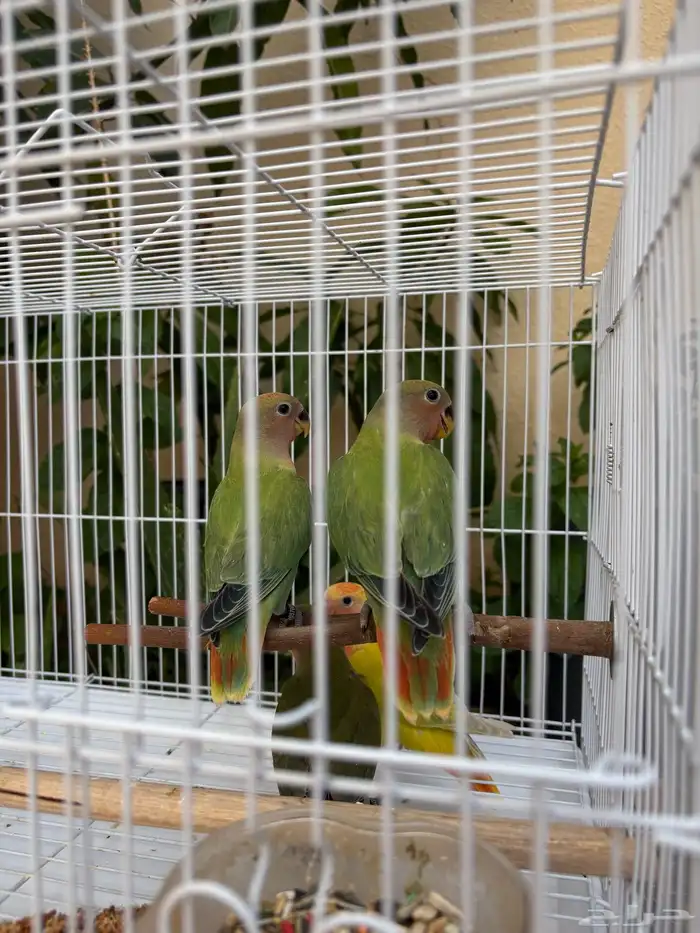 فروخ روز مفطومه ومحجله 6