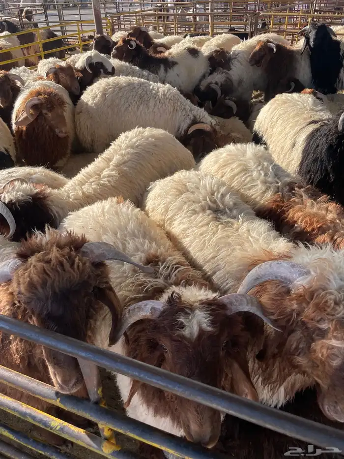 نعيم رخال وطليان 100 تمارا 0