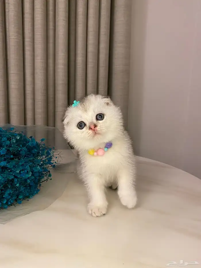 قطط للبيع سكوتش فولد 6