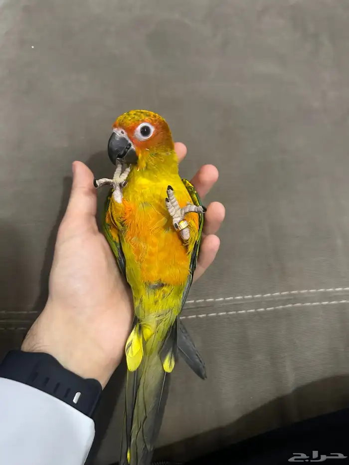 ببغاء صن كنيور 8