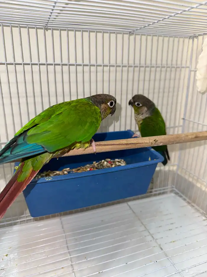 زوج كنيور بفروخه تم البيع 2