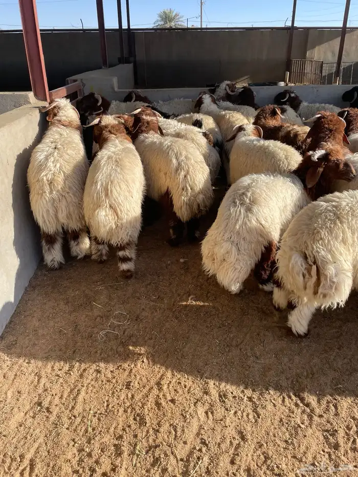 نعيم رخال وطليان 100 تمارا 4