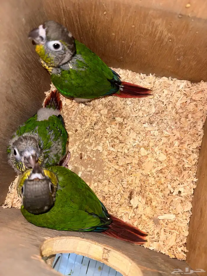 زوج كنيور بفروخه تم البيع 4