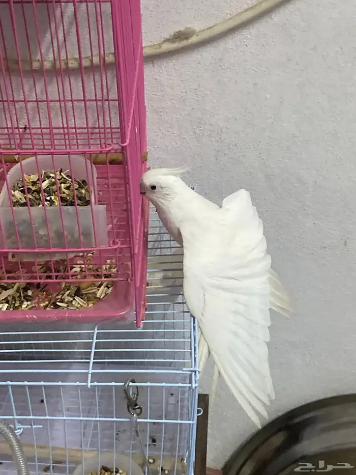 طير 2