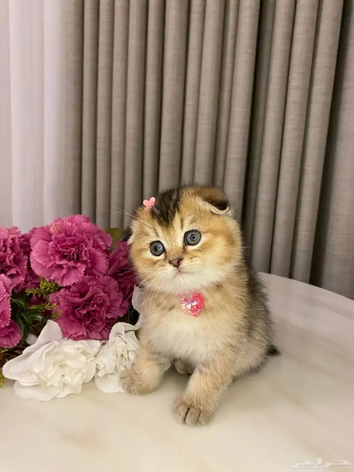 قطط للبيع سكوتش فولد 4