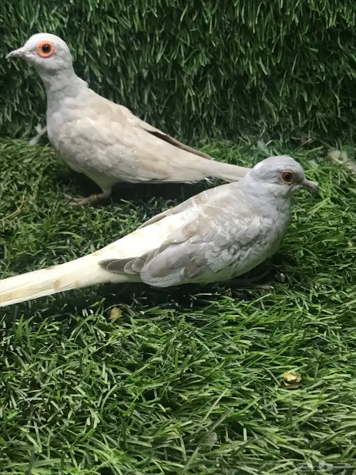 للبيع جوز يمام 4