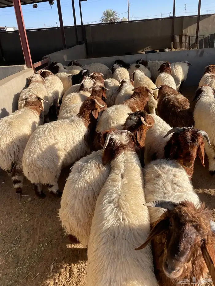 نعيم رخال وطليان 100 تمارا 5