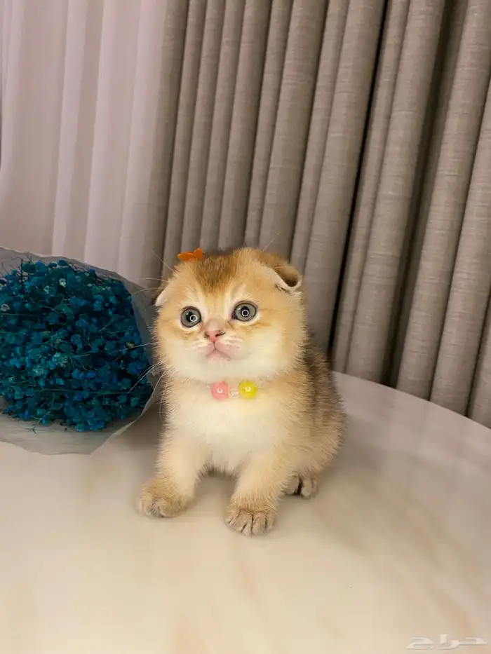 قطط للبيع سكوتش فولد 1