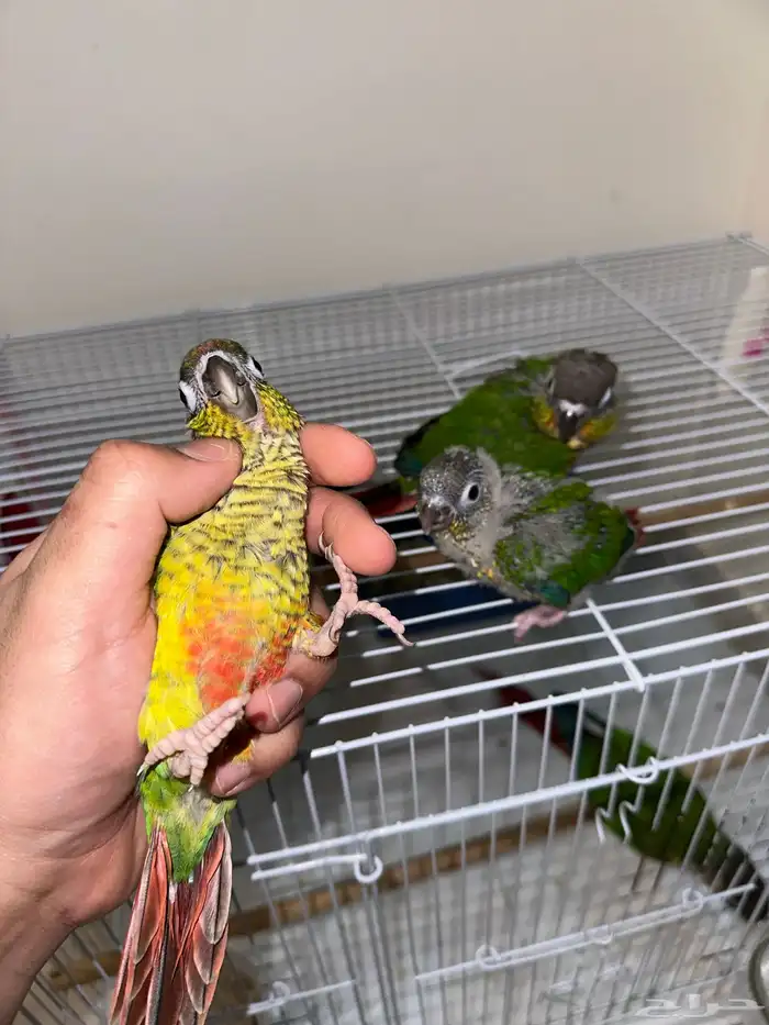 زوج كنيور بفروخه تم البيع 6