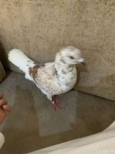 حمام للبيع 0