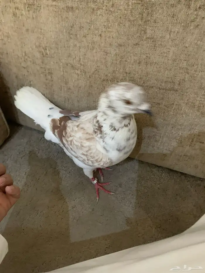 حمام للبيع 0