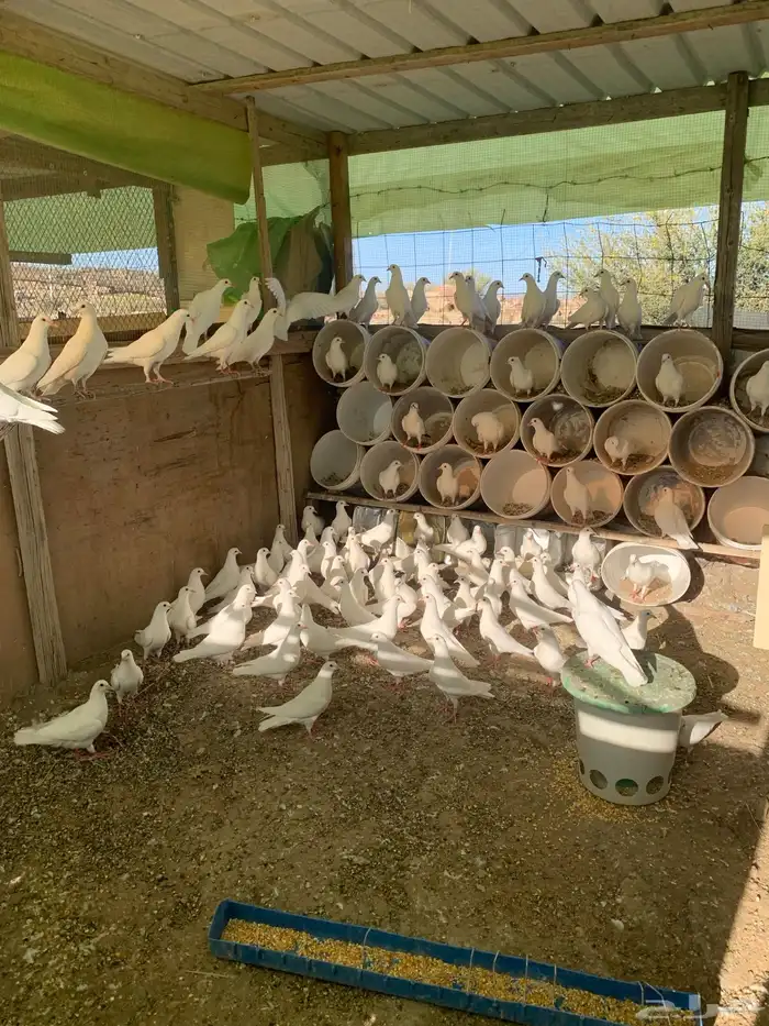 طبات فرنسي سوبر جامبو 2