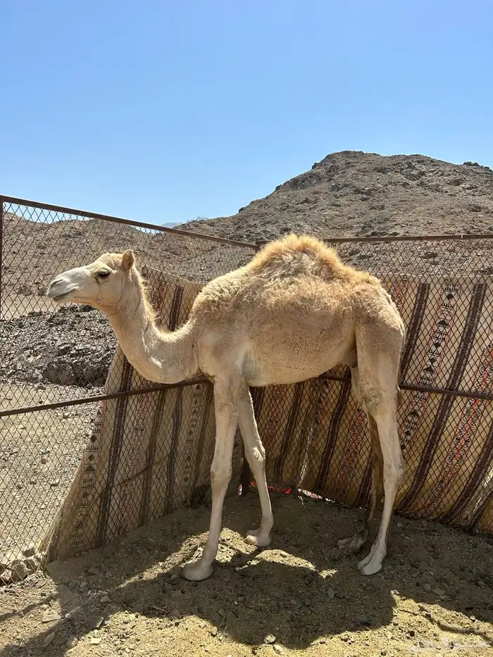 قعود للبيع ذبح شوفه ضعيف 0