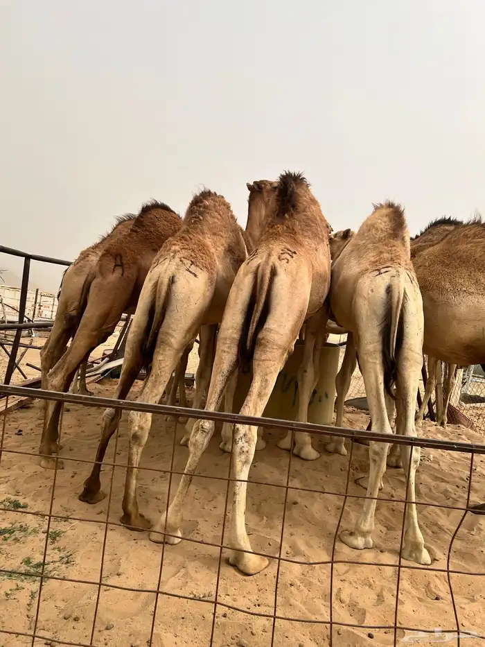 قعدان كفو 0